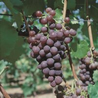Traube (Vitis vinifera), Sorte: Rondo, im 15cm Topf, ca. 65cm hoch