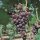 Traube (Vitis vinifera), Sorte: Rondo, im 15cm Topf, ca. 65cm hoch