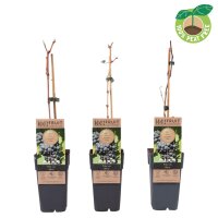 Traube (Vitis vinifera), Sorte: Nero, im 15cm Topf, ca....