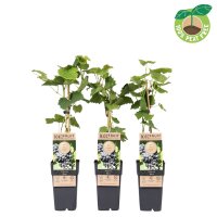 Traube (Vitis vinifera), Sorte: Nero, im 15cm Topf, ca....