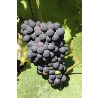 Traube (Vitis vinifera), Sorte: Nero, im 15cm Topf, ca. 65cm hoch