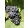 Traube (Vitis vinifera), Sorte: Nero, im 15cm Topf, ca. 65cm hoch