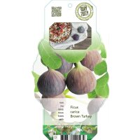 Echte Feige, (Ficus carica), Sorte: Little Miss Figgy, im...