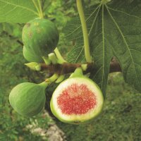 Echte Feige, (Ficus carica), Sorte: Little Miss Figgy,...