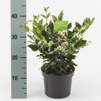 Liguster, (Ligustrum lucidum), im 17cm Topf, ca. 40cm hoch