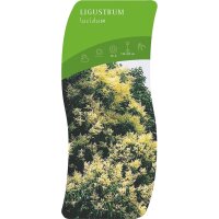 Liguster, (Ligustrum lucidum), im 17cm Topf, ca. 40cm hoch
