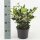 Liguster, (Ligustrum lucidum), im 17cm Topf, ca. 40cm hoch