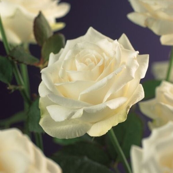 Kletterrose, (Rosa), Sorte: Schneewittchen, im 17cm Topf, ca. 75cm hoch