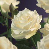 Kletterrose, (Rosa), Sorte: Schneewittchen, im 17cm Topf,...