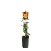 Kletterrose, (Rosa), Sorte: Westerland, im 17cm Topf, ca. 75cm hoch