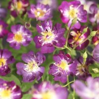 Kletterrose, (Rosa), Sorte: Veilchenblau, im 17cm Topf,...