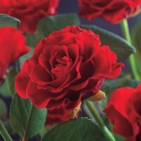 Kletterrose, (Rosa), Sorte: Pauls Scarlet, im 17cm Topf, ca. 75cm hoch