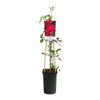 Kletterrose, (Rosa), Sorte: Pauls Scarlet, im 17cm Topf, ca. 75cm hoch
