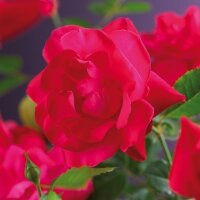 Kletterrose, (Rosa), Sorte: Heidelberg, im 17cm Topf, ca....