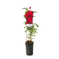 Kletterrose, (Rosa), Sorte: Heidelberg, im 17cm Topf, ca. 75cm hoch