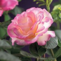 Kletterrose, (Rosa), Sorte: Händel, im 17cm Topf,...