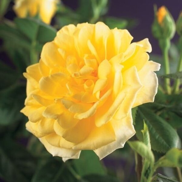 Kletterrose, (Rosa), Sorte: Golden Climber, im 17cm Topf, ca. 75cm hoch