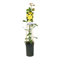 Kletterrose, (Rosa), Sorte: Golden Climber, im 17cm Topf, ca. 75cm hoch