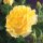 Kletterrose, (Rosa), Sorte: Golden Climber, im 17cm Topf, ca. 75cm hoch
