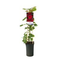 Kletterrose, (Rosa), Sorte: Flammentanz, im 17cm Topf, ca. 75cm hoch