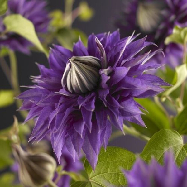 Clematis, (Clematis patens) Sorte: Multi Blue, ca. 75cm hoch, im 17cm Topf