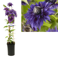 Clematis, (Clematis patens) Sorte: Multi Blue, ca. 75cm hoch, im 17cm Topf