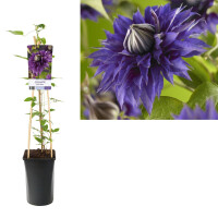 Clematis, (Clematis patens) Sorte: Multi Blue, ca. 75cm hoch, im 17cm Topf