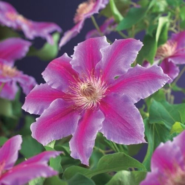 Clematis, (Clematis patens) Sorte: Dr. Ruppel, ca. 75cm hoch, im 17cm Topf