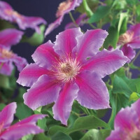 Clematis, (Clematis patens) Sorte: Dr. Ruppel, ca. 75cm...