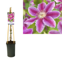 Clematis, (Clematis patens) Sorte: Dr. Ruppel, ca. 75cm...
