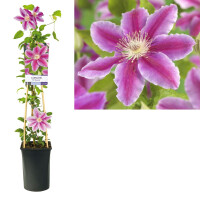 Clematis, (Clematis patens) Sorte: Dr. Ruppel, ca. 75cm hoch, im 17cm Topf