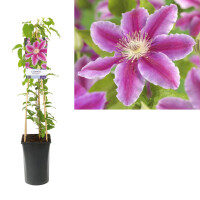 Clematis, (Clematis patens) Sorte: Dr. Ruppel, ca. 75cm hoch, im 17cm Topf