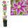 Clematis, (Clematis patens) Sorte: Dr. Ruppel, ca. 75cm hoch, im 17cm Topf