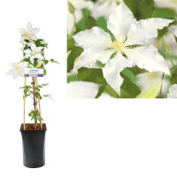 Clematis, (Clematis patens) Sorte: Gladys Picard, ca. 75cm hoch, im 17cm Topf