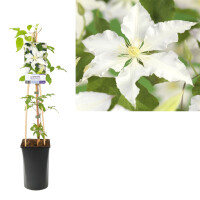 Clematis, (Clematis patens) Sorte: Gladys Picard, ca. 75cm hoch, im 17cm Topf