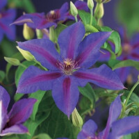 Clematis, (Clematis patens) Sorte: Mrs. N. Thompson, ca....