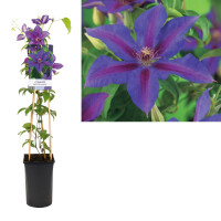 Clematis, (Clematis patens) Sorte: Mrs. N. Thompson, ca. 75cm hoch, im 17cm Topf