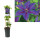 Clematis, (Clematis patens) Sorte: Mrs. N. Thompson, ca. 75cm hoch, im 17cm Topf