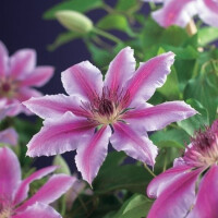 Clematis, (Clematis patens) Sorte: Nelly Moser, ca. 75cm...