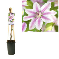 Clematis, (Clematis patens) Sorte: Nelly Moser, ca. 75cm...