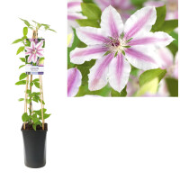 Clematis, (Clematis patens) Sorte: Nelly Moser, ca. 75cm hoch, im 17cm Topf