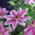 Clematis, (Clematis patens) Sorte: Nelly Moser, ca. 75cm hoch, im 17cm Topf