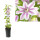 Clematis, (Clematis patens) Sorte: Nelly Moser, ca. 75cm hoch, im 17cm Topf