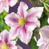 Clematis, (Clematis patens) Sorte: Piilu, ca. 75cm hoch,...