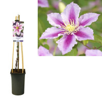 Clematis, (Clematis patens) Sorte: Piilu, ca. 75cm hoch,...
