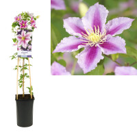 Clematis, (Clematis patens) Sorte: Piilu, ca. 75cm hoch, im 17cm Topf