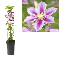 Clematis, (Clematis patens) Sorte: Piilu, ca. 75cm hoch, im 17cm Topf