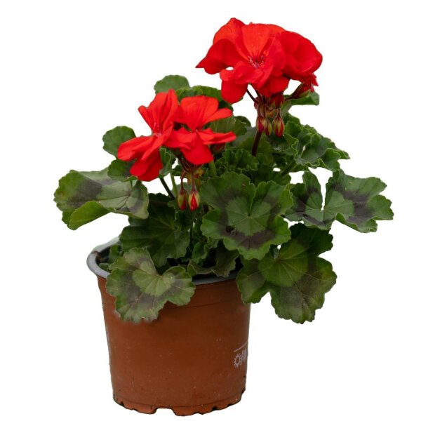 Geranie stehend, (Pelargonium zonale), Sorte: Friesia