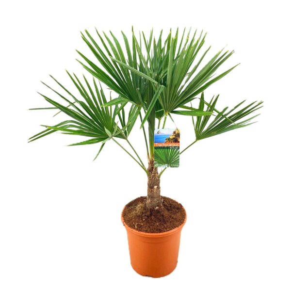 winterharte Chinesische Hanfpalme (Trachycarpus fortunei), im 27cm Topf, ca. 90cm hoch