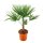 winterharte Chinesische Hanfpalme (Trachycarpus fortunei), im 27cm Topf, ca. 90cm hoch